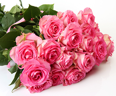 Pink Roses